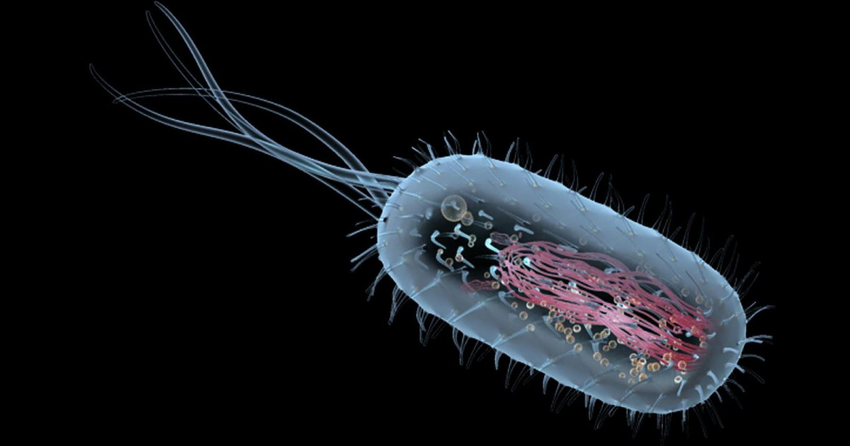Célula Procariota
