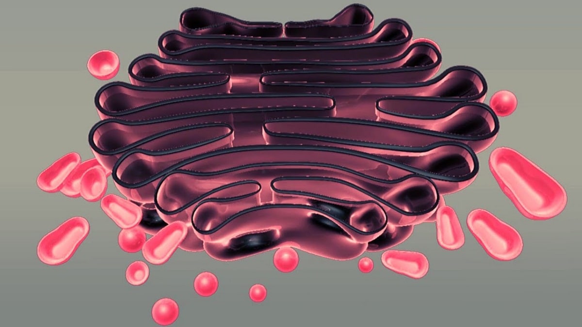 Aparato de Golgi