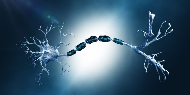 Estructura de la Neurona